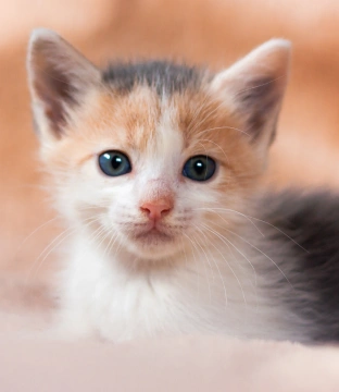 Kitten - Under One Year Old