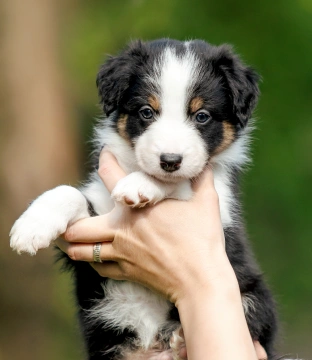 Puppy - Under One Year Old