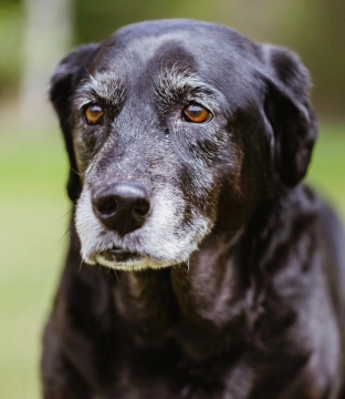 Senior - Over Eight Years Old