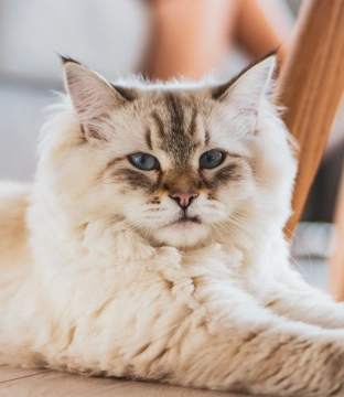Senior - Over Ten Years Old