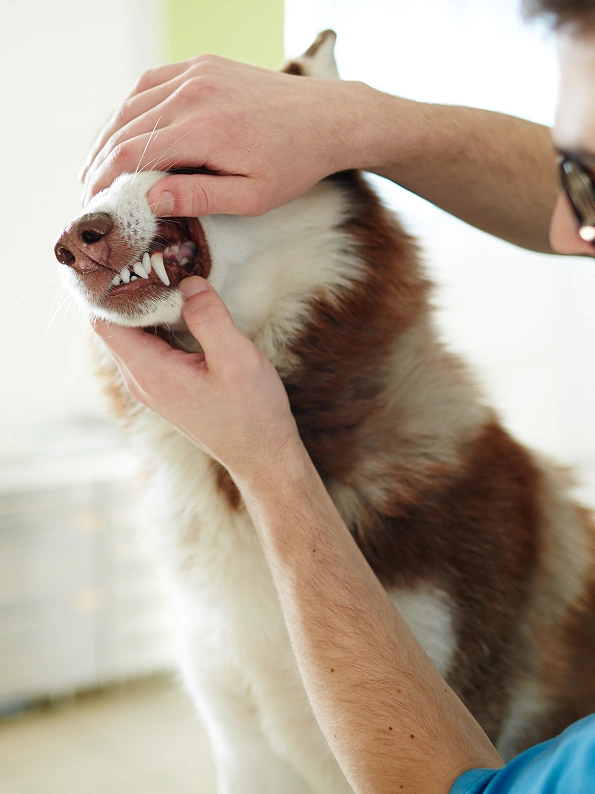 Pet Dental Services