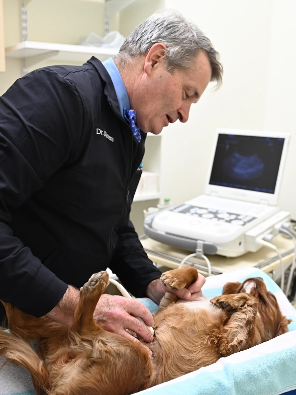 Veterinary Diagnostic Care