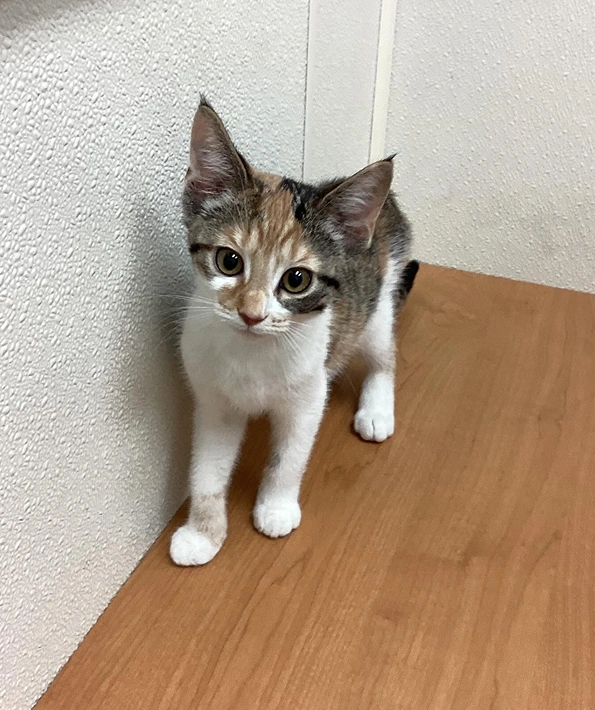 Feline Wellness Care Recommendations