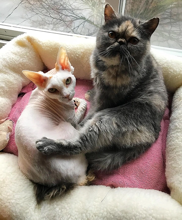 How Does PetDesk Work?