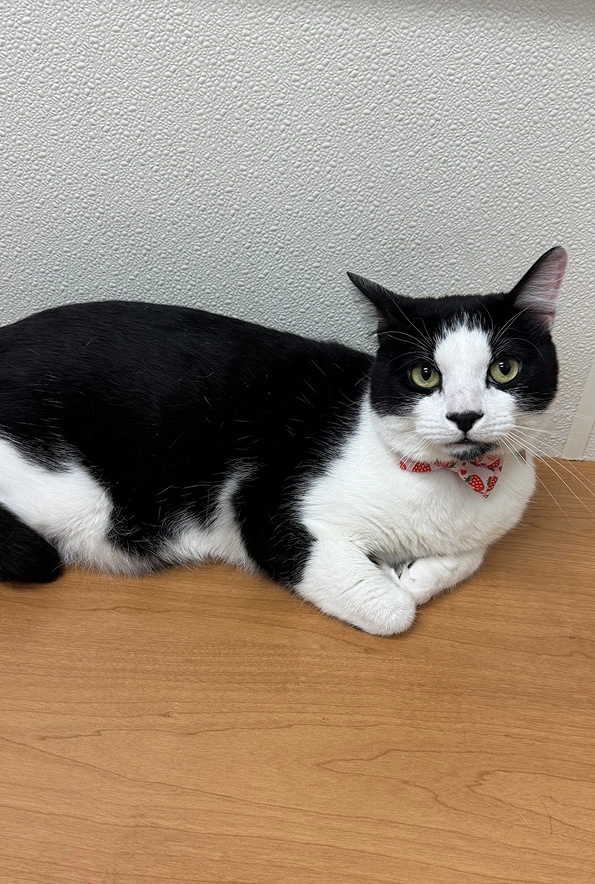 Senior Pet Care