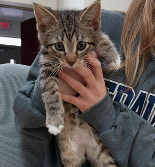Puppy & Kitten Care