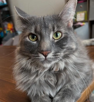 Senior Pet Care