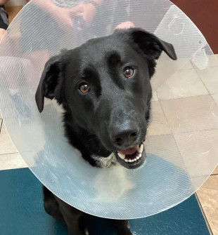 Veterinary Pet Surgery