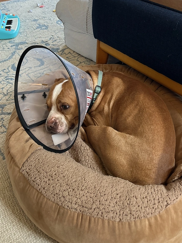 Veterinary Pet Surgery