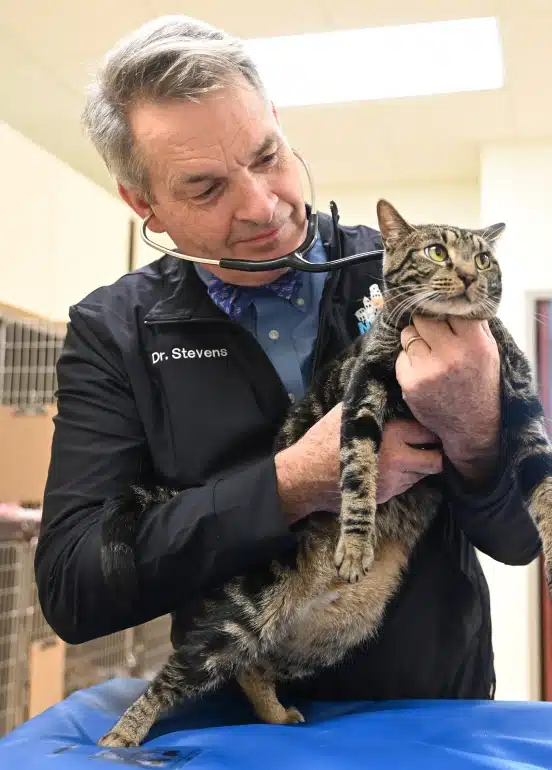Supportive Care When Your Pet Needs Immediate Attention