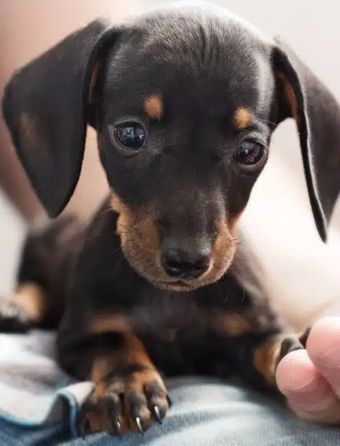 Convenient Urgent Pet Care near Buffalo Communities
